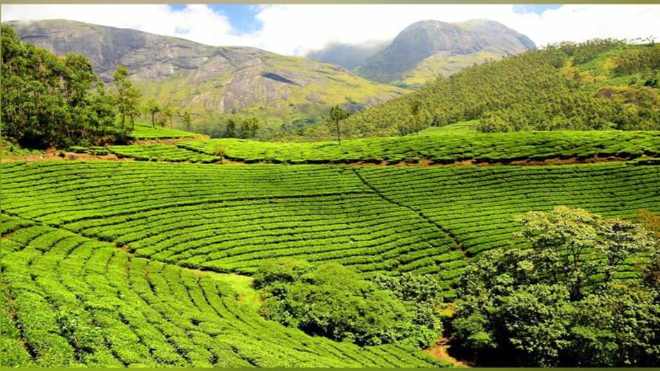 Tea exports from India during the calendar year 2018 stood at 249.11 million kg. Tea exports from India during the calendar year 2018 stood at 249.11 million kg.