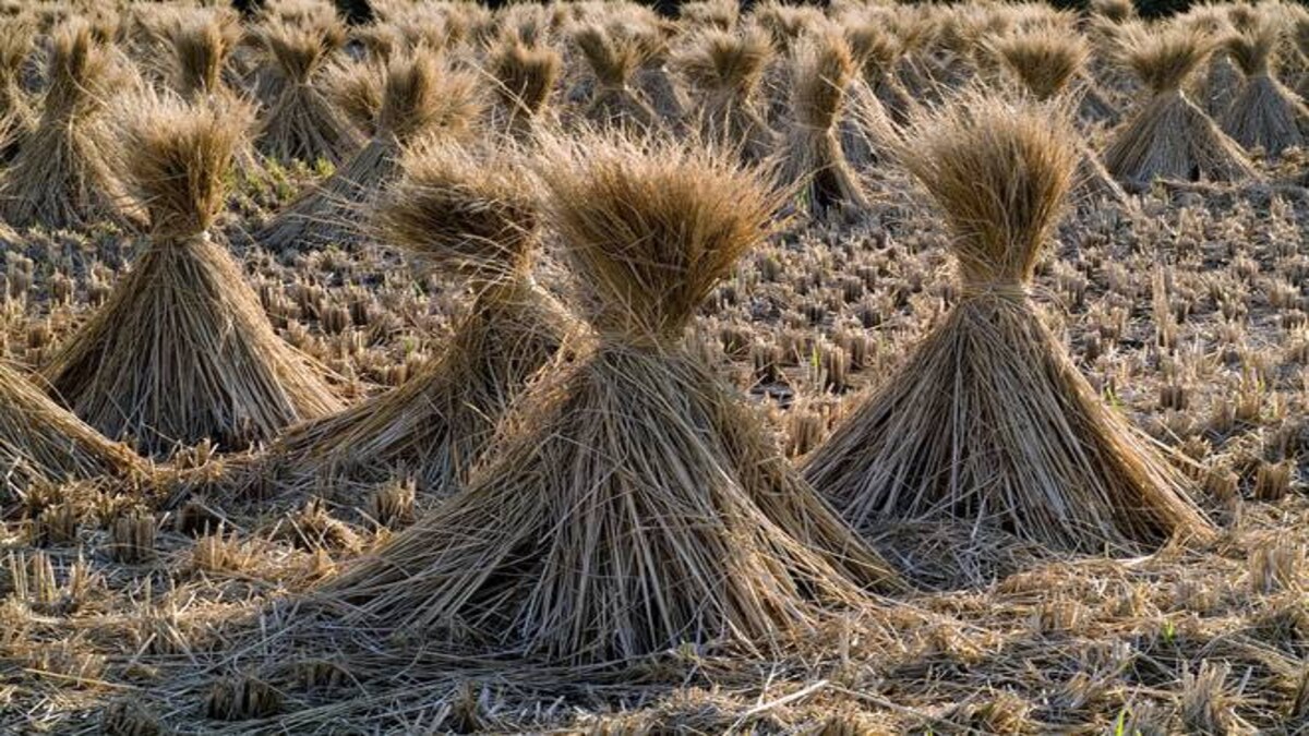 Rice strawbased power plants can be answer to Delhi's pollution