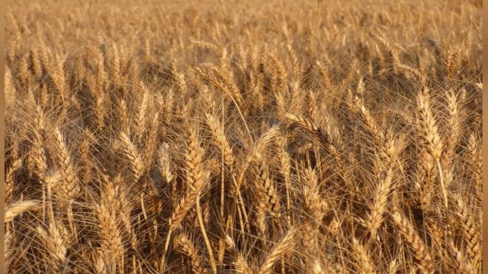 FCI, the government's nodal agency for procurement and distribution of foodgrains, has 23.1 million tonnes of rice and 37.3 million tonnes of wheat FCI, the government's nodal agency for procurement and distribution of foodgrains, has 23.1 million tonnes of rice and 37.3 million tonnes of wheat