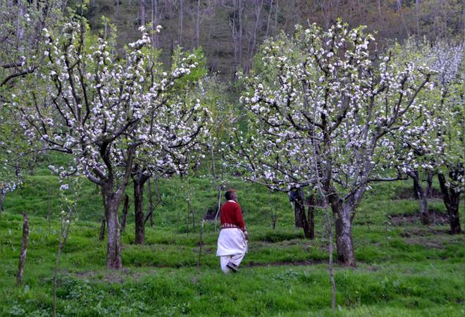 Govt extends market intervention scheme for apple growers in J&K till March 2020