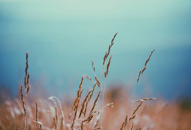 GIC Re making losses in crop insurance business under PM's Fasal Bima Yojana