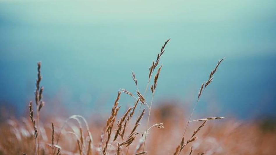 GIC Re making losses in crop insurance business under PM's Fasal Bima Yojana GIC Re making losses in crop insurance business under PM's Fasal Bima Yojana