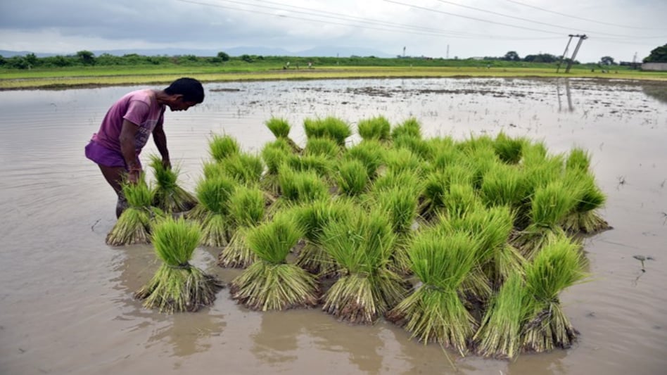 Farmers' group suggests scrapping PM Fasal Bima Yojana, wants panel for relevant schemes instead Farmers' group suggests scrapping PM Fasal Bima Yojana, wants panel for relevant schemes instead