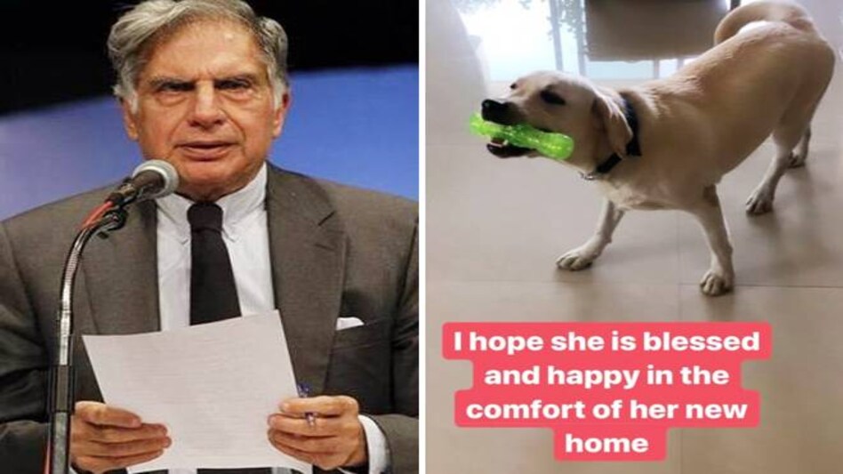Ratan Tata thanks Instagrammers for finding Myra a new home Ratan Tata thanks Instagrammers for finding Myra a new home