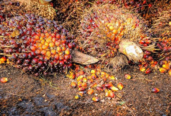 Malaysia's refined palm oil shipments to India surged to about 2.66 MT last year from 650,000 tonnes in 2018 Malaysia's refined palm oil shipments to India surged to about 2.66 MT last year from 650,000 tonnes in 2018