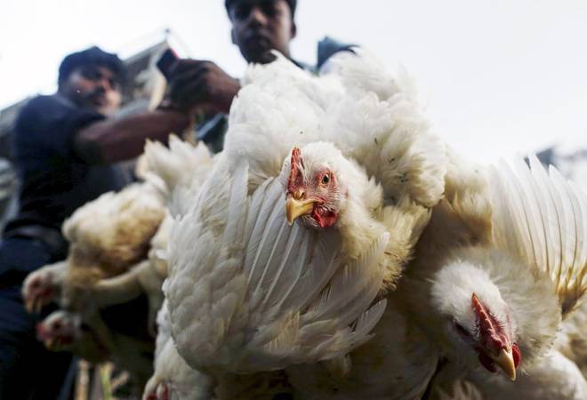 The Indian poultry is losing Rs 160 crore everyday The Indian poultry is losing Rs 160 crore everyday