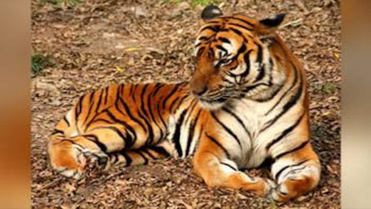 Coronavirus Tiger At New York S Bronx Zoo Tests Positive South China Morning Post