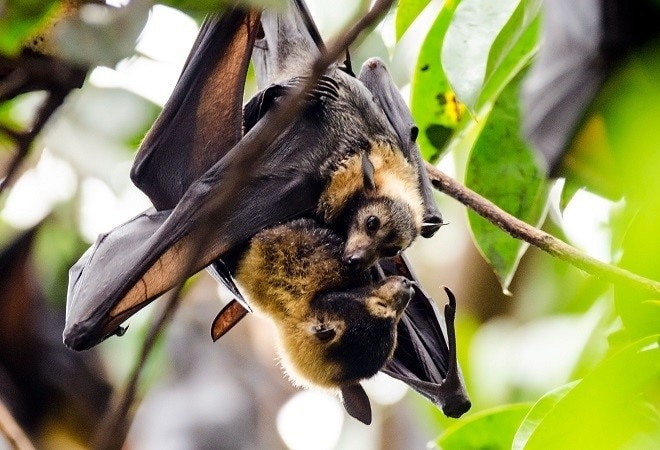 Coronavirus found in two Indian bat species; researchers recommend proactive surveillance Coronavirus found in two Indian bat species; researchers recommend proactive surveillance