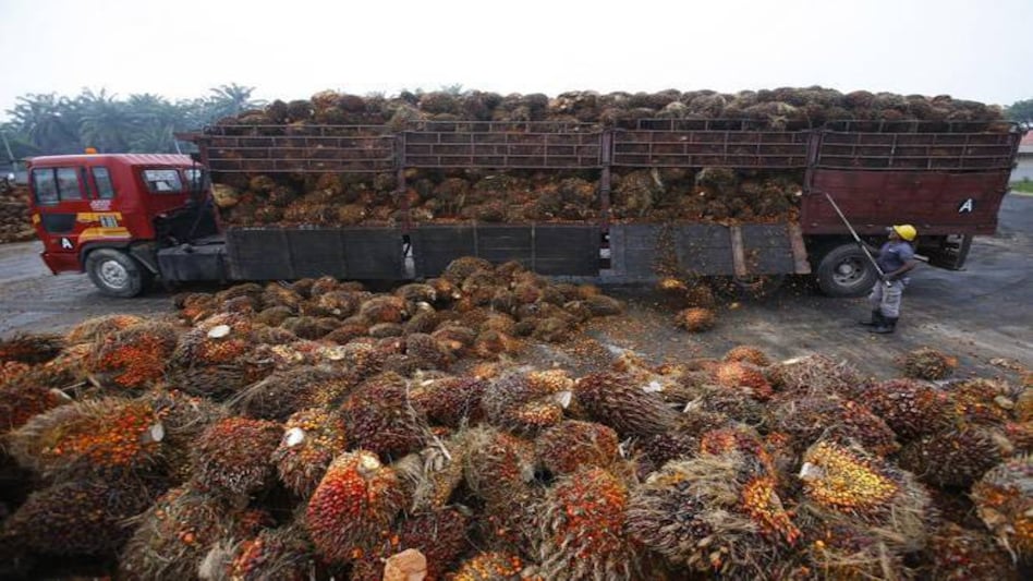 Malaysia produces 19 million tonne of palm oil in a year Malaysia produces 19 million tonne of palm oil in a year