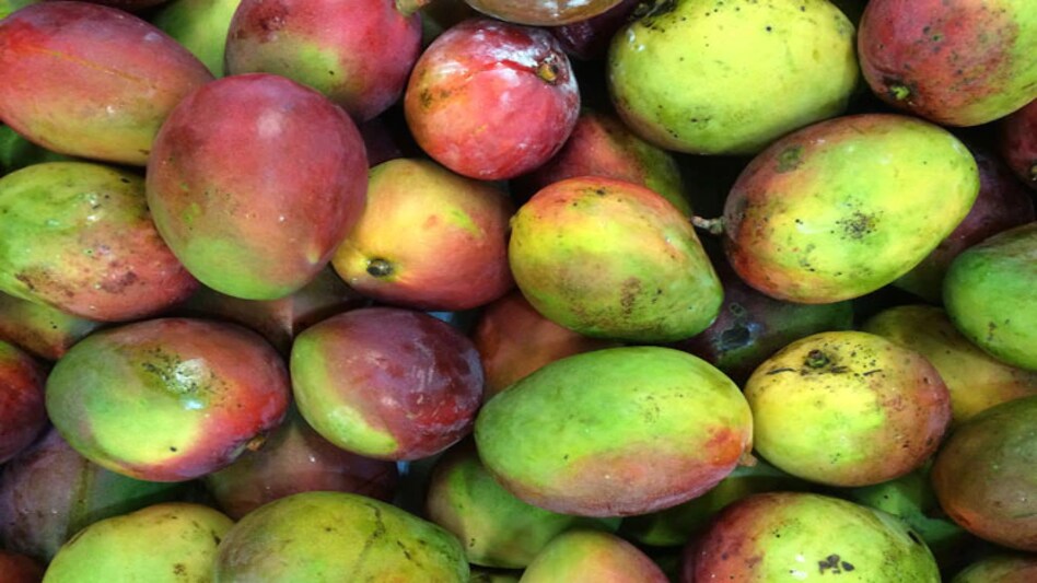 They have set up an e-market in co-operation with the state government to help the mango farmers sell their produce They have set up an e-market in co-operation with the state government to help the mango farmers sell their produce