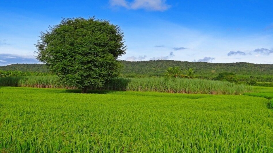 AIKS believes that Karnataka government's decision to dilute land acquisition law will "promote corporate land grab and loot of resources" (Representative image) AIKS believes that Karnataka government's decision to dilute land acquisition law will "promote corporate land grab and loot of resources" (Representative image)