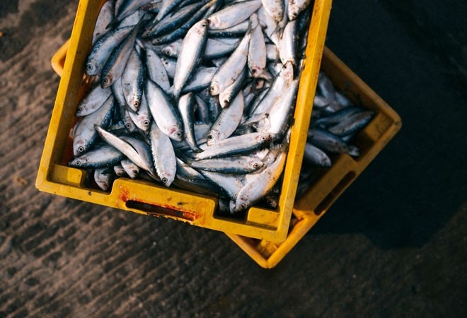 Coronavirus relief: Govt announces Rs 20,000 crore for fisheries in Tranche III to boost yield, exports