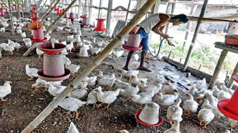 Poultry is the most organised of all animal agriculture sectors in India Poultry is the most organised of all animal agriculture sectors in India