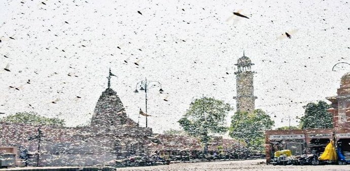 The Centre has joined hands with Gujarat, Rajasthan, Madhya Pradesh, and other states to check the locust menace The Centre has joined hands with Gujarat, Rajasthan, Madhya Pradesh, and other states to check the locust menace