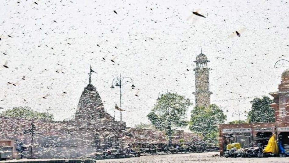 The Centre has joined hands with Gujarat, Rajasthan, Madhya Pradesh, and other states to check the locust menace The Centre has joined hands with Gujarat, Rajasthan, Madhya Pradesh, and other states to check the locust menace