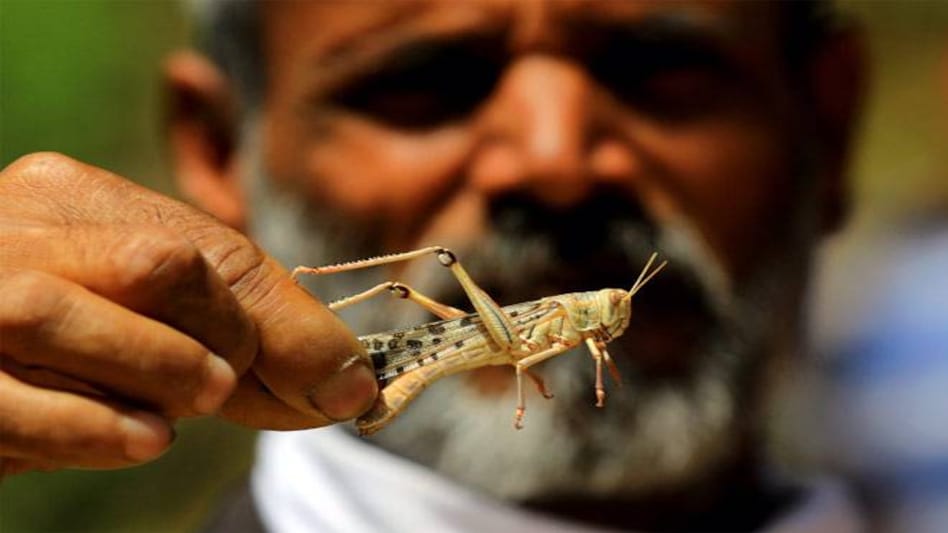 Delhi locust attack: Govt braces up for threat Delhi locust attack: Govt braces up for threat