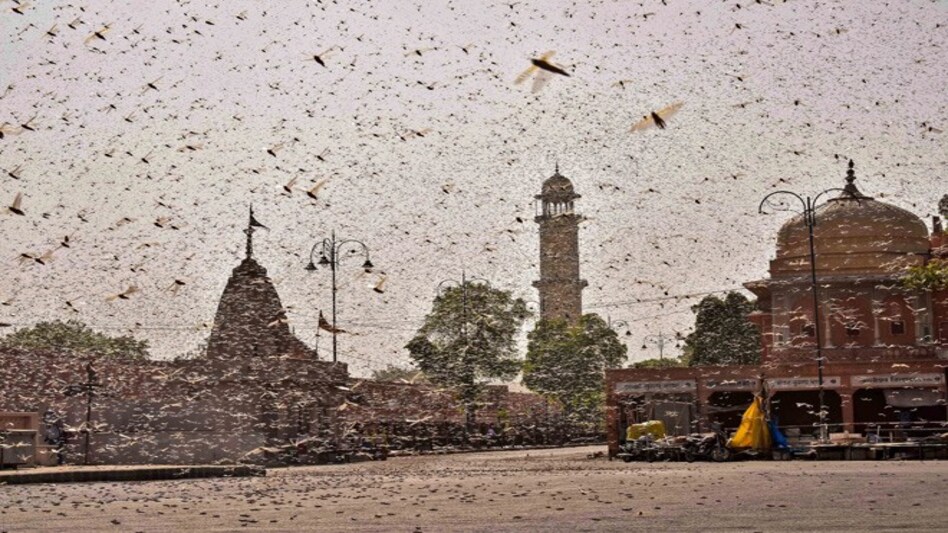 Locust attack Mumbai: A locust swarm (Representative image/PTI) Locust attack Mumbai: A locust swarm (Representative image/PTI)
