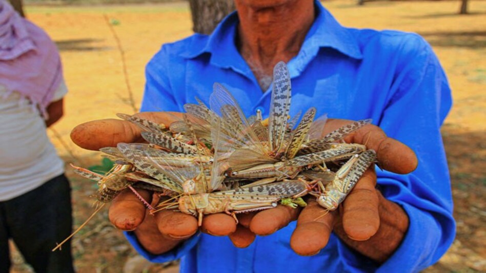 Locust swarm has infested many areas in Rasjasthan, Madhya Pradesh, Uttar Pradesh, Maharashtra and Gujarat in the past two weeks Locust swarm has infested many areas in Rasjasthan, Madhya Pradesh, Uttar Pradesh, Maharashtra and Gujarat in the past two weeks