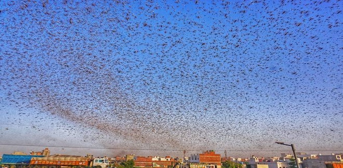 What has triggered the locust movement is the large scale breeding of locusts that happened in areas like Iran, Baluchistan and Pakistan What has triggered the locust movement is the large scale breeding of locusts that happened in areas like Iran, Baluchistan and Pakistan