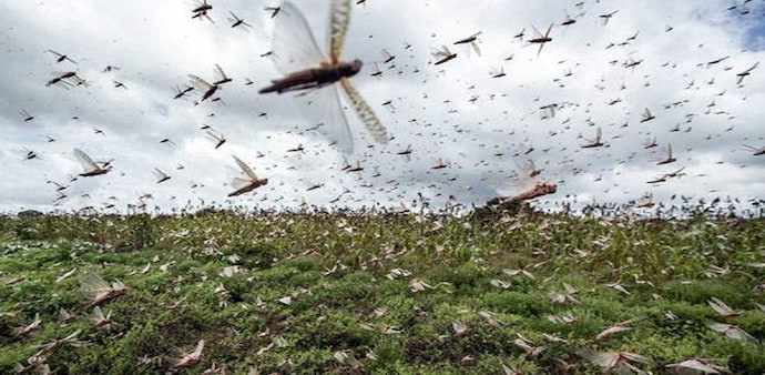 The locusts, which bred and matured in Iran and Pakistan's Balochistan, reached India last year / Image PTI The locusts, which bred and matured in Iran and Pakistan's Balochistan, reached India last year / Image PTI