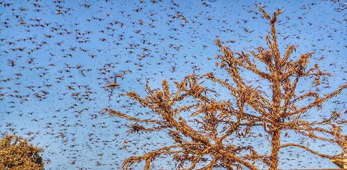 Locusts have damaged oranges orchards and vegetable plantations in some areas of Nagpur and Wardha districts in Maharashtra Locusts have damaged oranges orchards and vegetable plantations in some areas of Nagpur and Wardha districts in Maharashtra