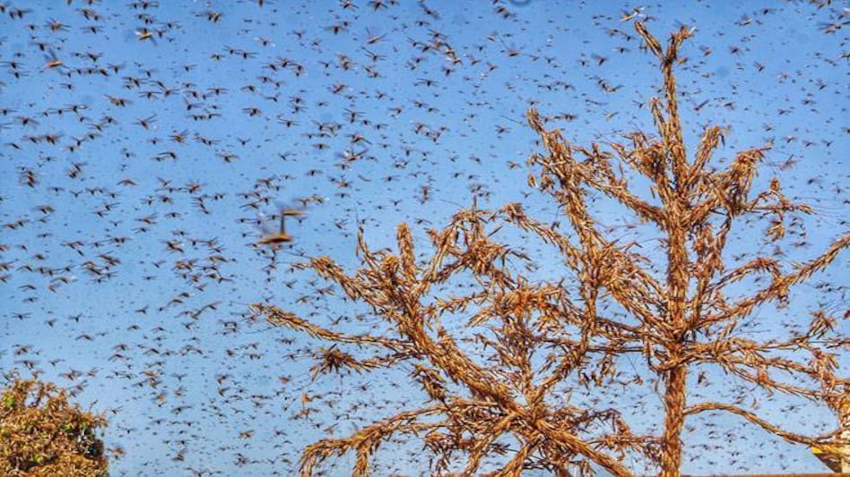 Swarm of locusts Swarm of locusts