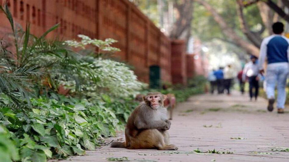 Monkeys steal coronavirus test samples in Meerut Monkeys steal coronavirus test samples in Meerut