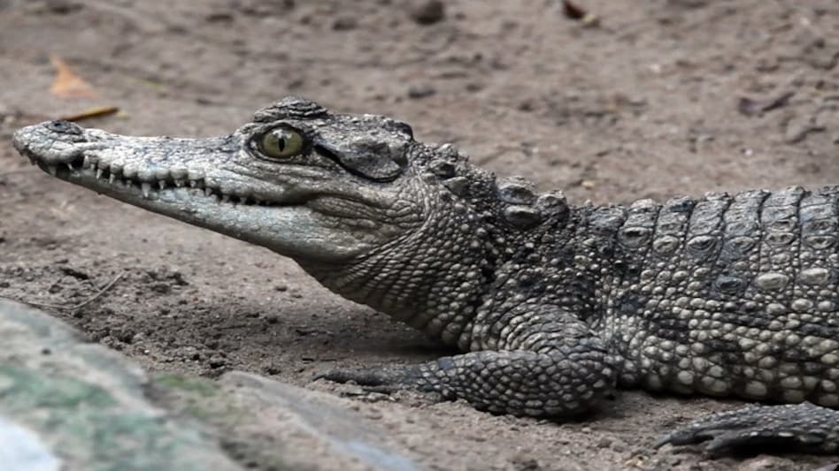 Photo Courtesy: India Today Photo Courtesy: India Today