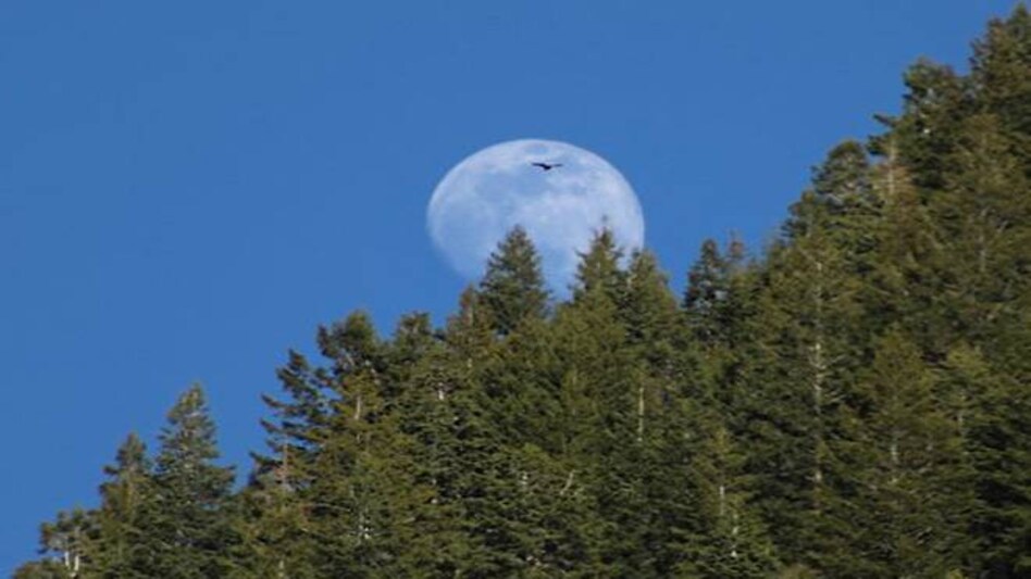 Super Flower Moon 2020 (@NASA) Super Flower Moon 2020 (@NASA)