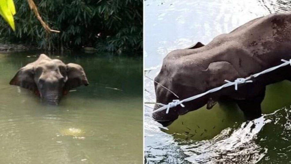 The elephant standing in the river The elephant standing in the river