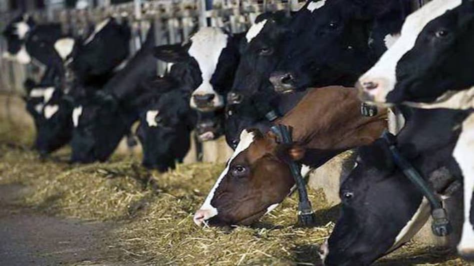 Government announces Rs 15,000 crore Animal Husbandry Infrastructure Development Fund Government announces Rs 15,000 crore Animal Husbandry Infrastructure Development Fund