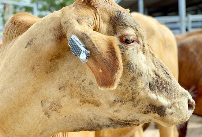 After wild elephant death in Kerala, cow badly injured in Himachal after fed with explosive-mixed eatables