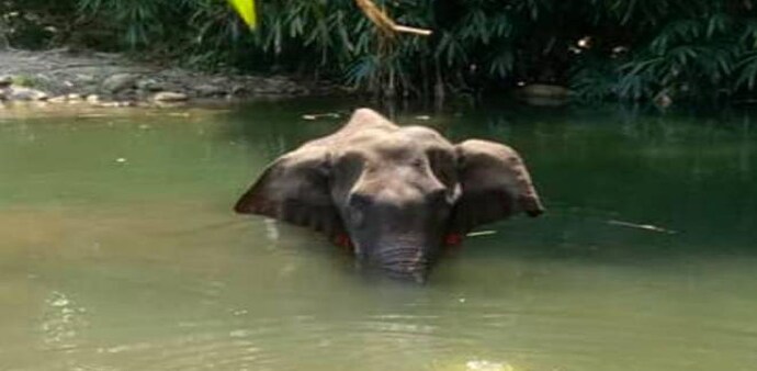 The elephant died about a week after this incident The elephant died about a week after this incident
