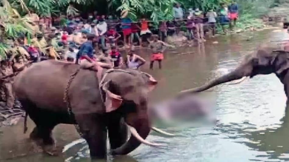 Kerala pregnant elephant's death: The incident came to light after a forest officer narrated the details of the horrific death on social media Kerala pregnant elephant's death: The incident came to light after a forest officer narrated the details of the horrific death on social media