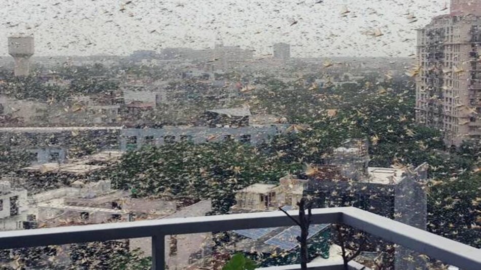 Swarms of locusts were seen in condominiums such as Beverly Park, Garden Estate and Heritage City as well as buildings in Sikanderpur Swarms of locusts were seen in condominiums such as Beverly Park, Garden Estate and Heritage City as well as buildings in Sikanderpur