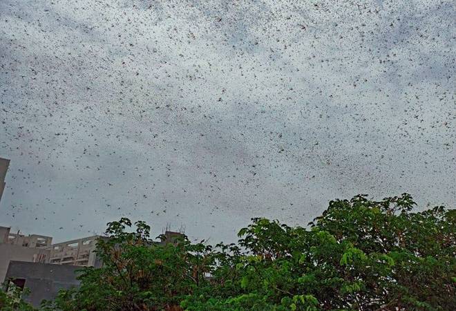 Locust swarms spotted near Delhi's IGI airport; pilots, airlines alerted