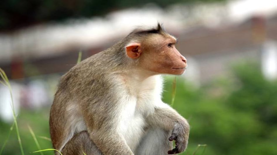 So far, eleven coronavirus vaccine trials are underway in India So far, eleven coronavirus vaccine trials are underway in India