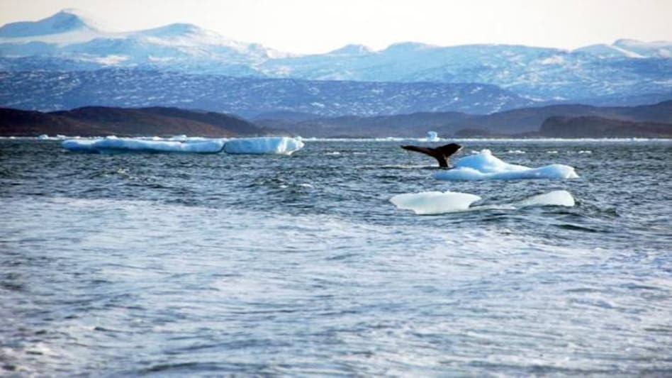 World Oceans Day 2020: Wishes, Theme, Effects of ocean polution, importance of world ocean day World Oceans Day 2020: Wishes, Theme, Effects of ocean polution, importance of world ocean day