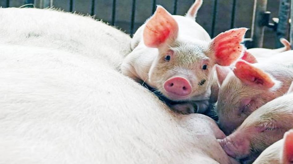 Scientists say swift monitoring of pigs and swine industry workers should start to detect its spread Scientists say swift monitoring of pigs and swine industry workers should start to detect its spread