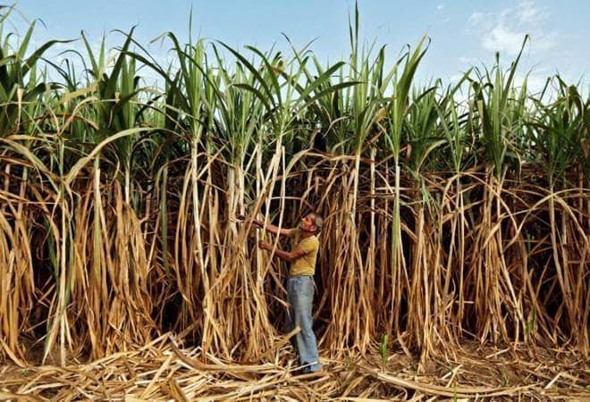 Sugarcane farmer's suicide triggers protest in UP