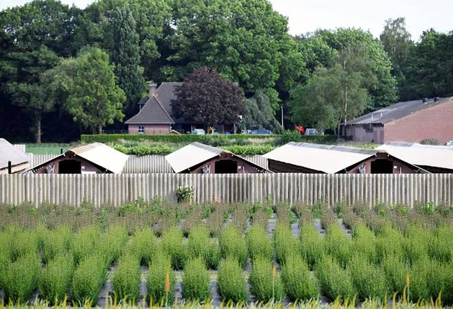 Dutch mink farms to start cull as coronavirus spreads to 10th farm