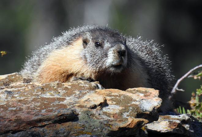 According to the World Health Organisation (WHO), bubonic plague can kill an adult in less than 24 hours if not treated on time According to the World Health Organisation (WHO), bubonic plague can kill an adult in less than 24 hours if not treated on time