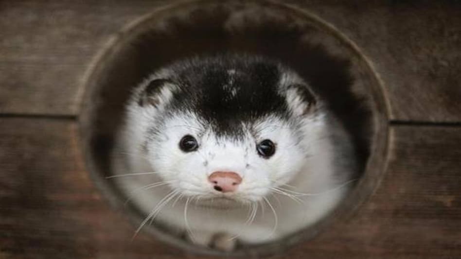 Coronavirus: Spain orders culling of 1,00,000 mink after 87% test COVID-19 positive Coronavirus: Spain orders culling of 1,00,000 mink after 87% test COVID-19 positive