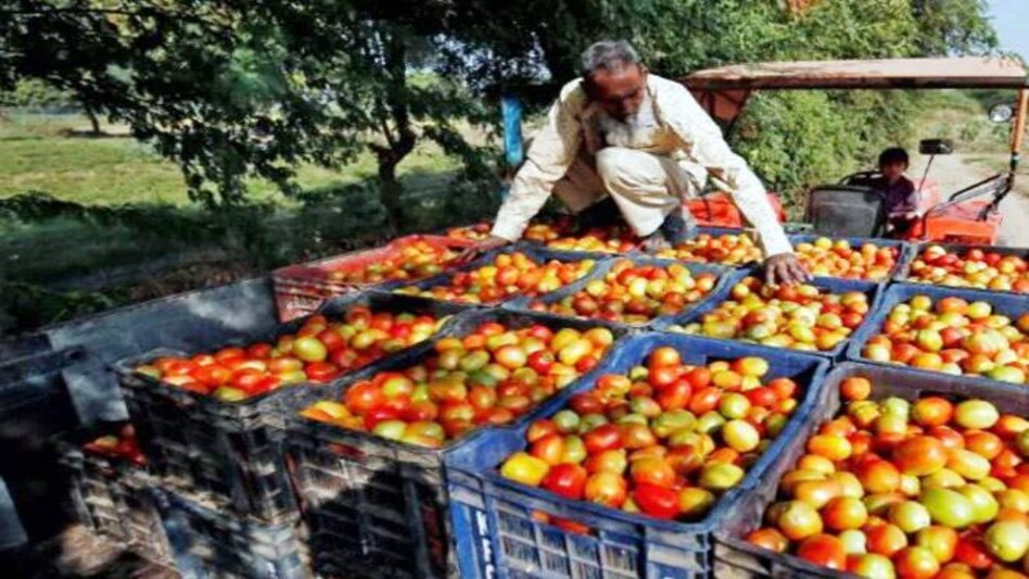The retail price of tomato has surged to Rs 70-80 per kg in almost all big cities The retail price of tomato has surged to Rs 70-80 per kg in almost all big cities