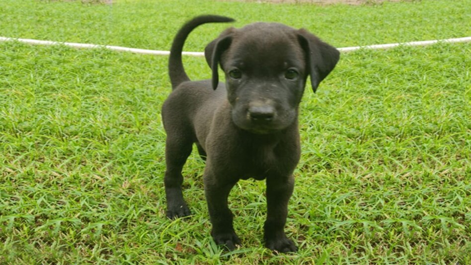 Bajaj Allianz General Insurance on Tuesday launched its pet insurance product that covers pet dogs from age three months to 10 years Bajaj Allianz General Insurance on Tuesday launched its pet insurance product that covers pet dogs from age three months to 10 years