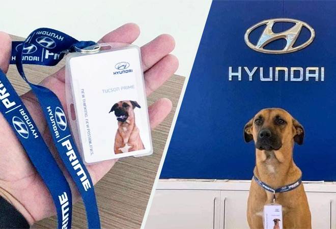 Pawsome employee! Hyundai showroom hires street dog as salesman Pawsome employee! Hyundai showroom hires street dog as salesman