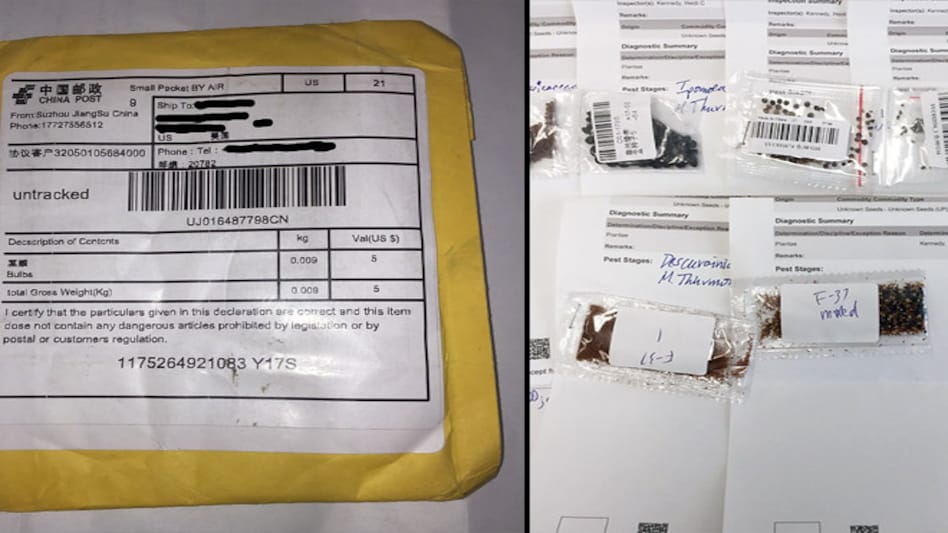 Unsolicited seeds arriving in mail being received by the US Department of Agriculture (USDA), (Photo Source: USDA website) Unsolicited seeds arriving in mail being received by the US Department of Agriculture (USDA), (Photo Source: USDA website)