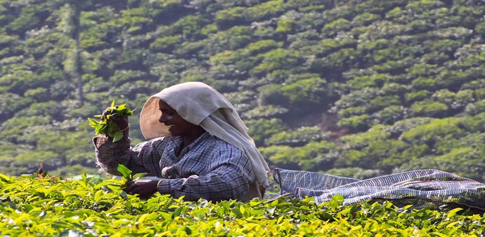 Assam accounts for around 50 per cent of the total production in India Assam accounts for around 50 per cent of the total production in India