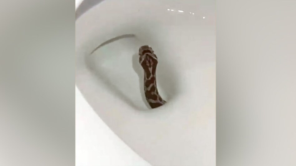 Snake emerging from the toilet bowl Snake emerging from the toilet bowl