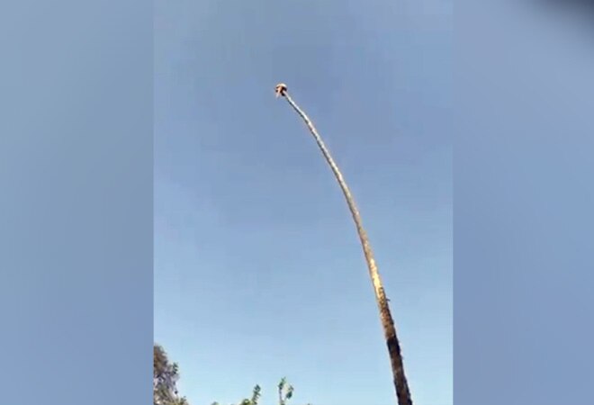 Man cuts extremely tall palm tree while sitting on it; here's what happens next